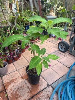 Angels Trumpet Tree Plant