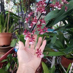 Orchid