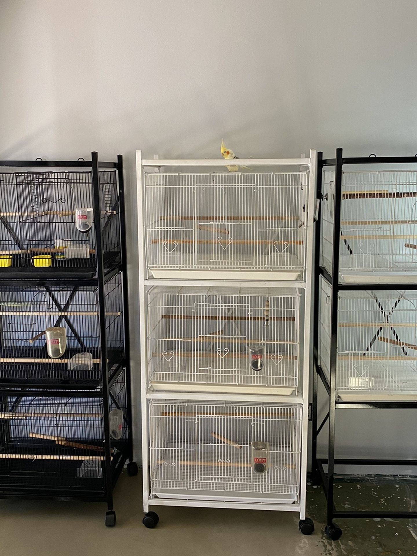 Breeding Stands Of 3 Stacked Cages For $130 And $ 100 For The 2 Stack Cages