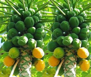 Hawaiian solo papaya 40$ each