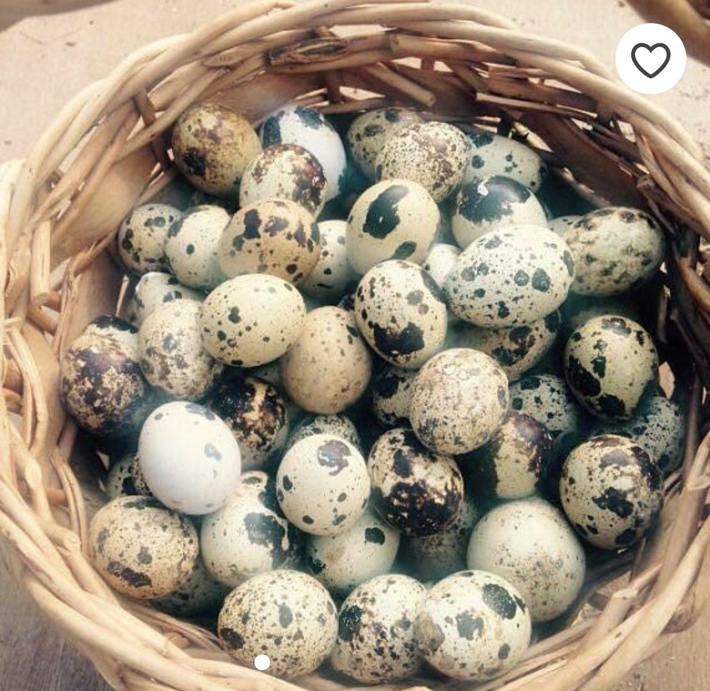 Huevos de godornis / quail eggs