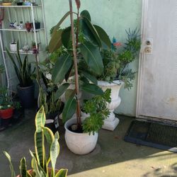 Rubber Fig  tree TALL 5 Feet In White Ceramic Pot 