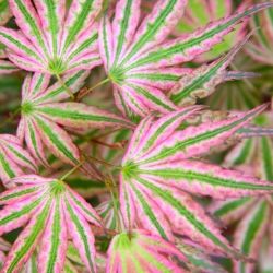Wow!! ‘Ikandi’ Japanese Maple Trees —
