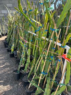 American Beauty Dragon Fruit plant (sweet red fruit)