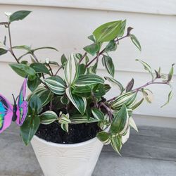 Tradescantia fluminensis rainbow Plant 🪴