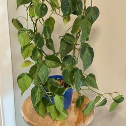 30" Organic Homegrown Philodendron Brasil Heartleaf Philodendron Plant Houseplant