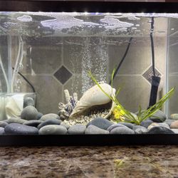 10 Gallon Aquarium / Fish Tank Setup! Great Condition