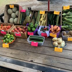 Fruits And Vegetables 