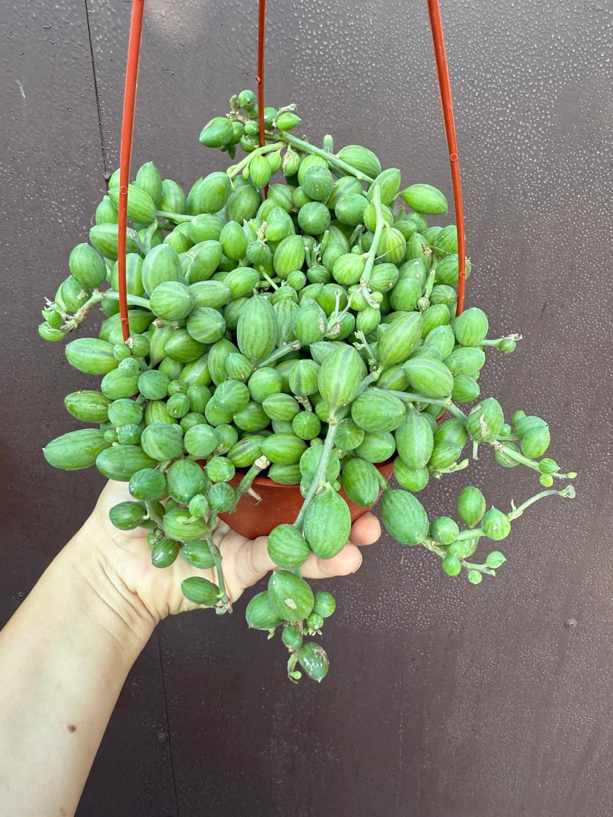 6” strings of watermelon