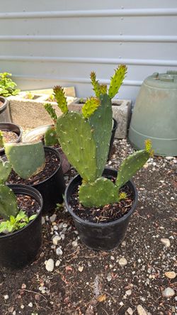 Nopales or cactus