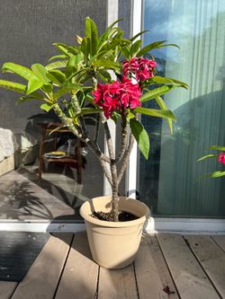 Fuchsia Plumeria