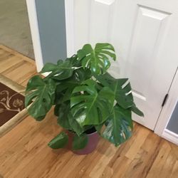 Plant