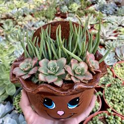 Succulent Arrangements 