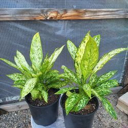 Plants 8" Pot $10 Each 