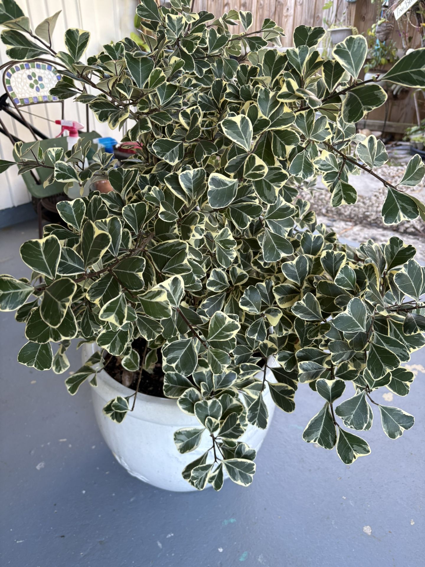 Ficus Triangularis ( Pot Included)