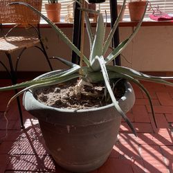 Aloe Vera Plant
