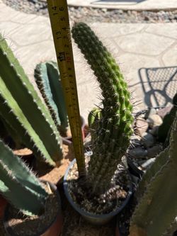 Trichocereus Grandiflorus -Torch Cactus
