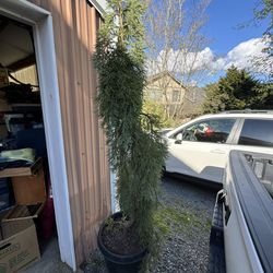 Giant Weeping Sequoia 