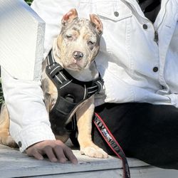 Infome Mande Msg Dog Crate