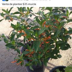 Muicle 