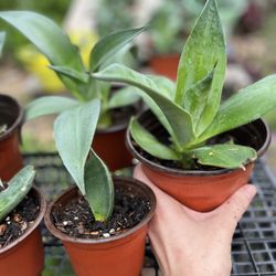 Agave Americana, Century Plant