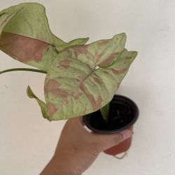 Beautiful Pink Confetti Plant