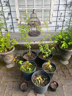 Vine Maple Trees