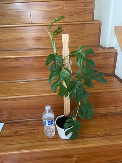 Mini monstera plant with pot
