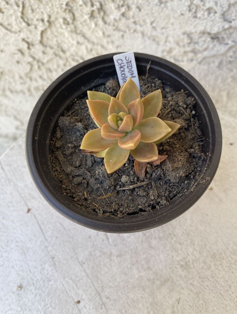 3 Inch Pot Succulent Plant - Sedum Chocolate Variegated - Rooted & Established - Drought Resistant 🪴