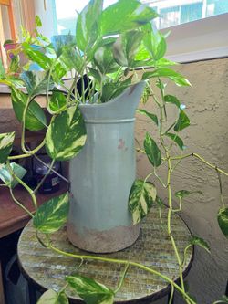Live Golden Pothos Houseplant in Rustic Ceramic Decorative Pitcher Planter