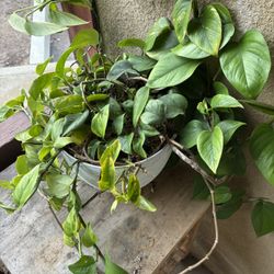 Large Golden Pothos