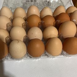 Organic Fresh Eggs 