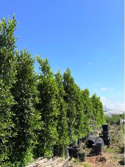 Ficus en 24 galones! Para la privacidad de tu hogar oh negocio! Puede preguntar sin compromiso!