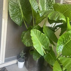 Big Plants