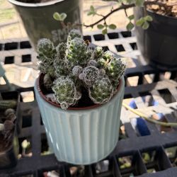 Cactus 