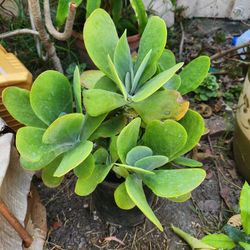 Kalanchoe Plapjack Succulents Pot ❤️❤️