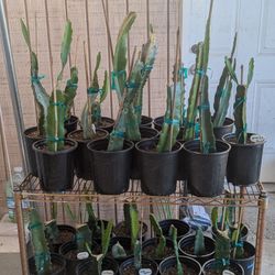 Dragon Fruit Plants