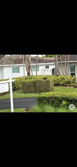 Palmetto sod