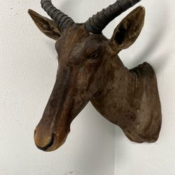 Taxidermy Head 