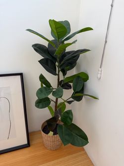 Faux Rubber Plant (Ficus Elastica) in Woven Basket Planter