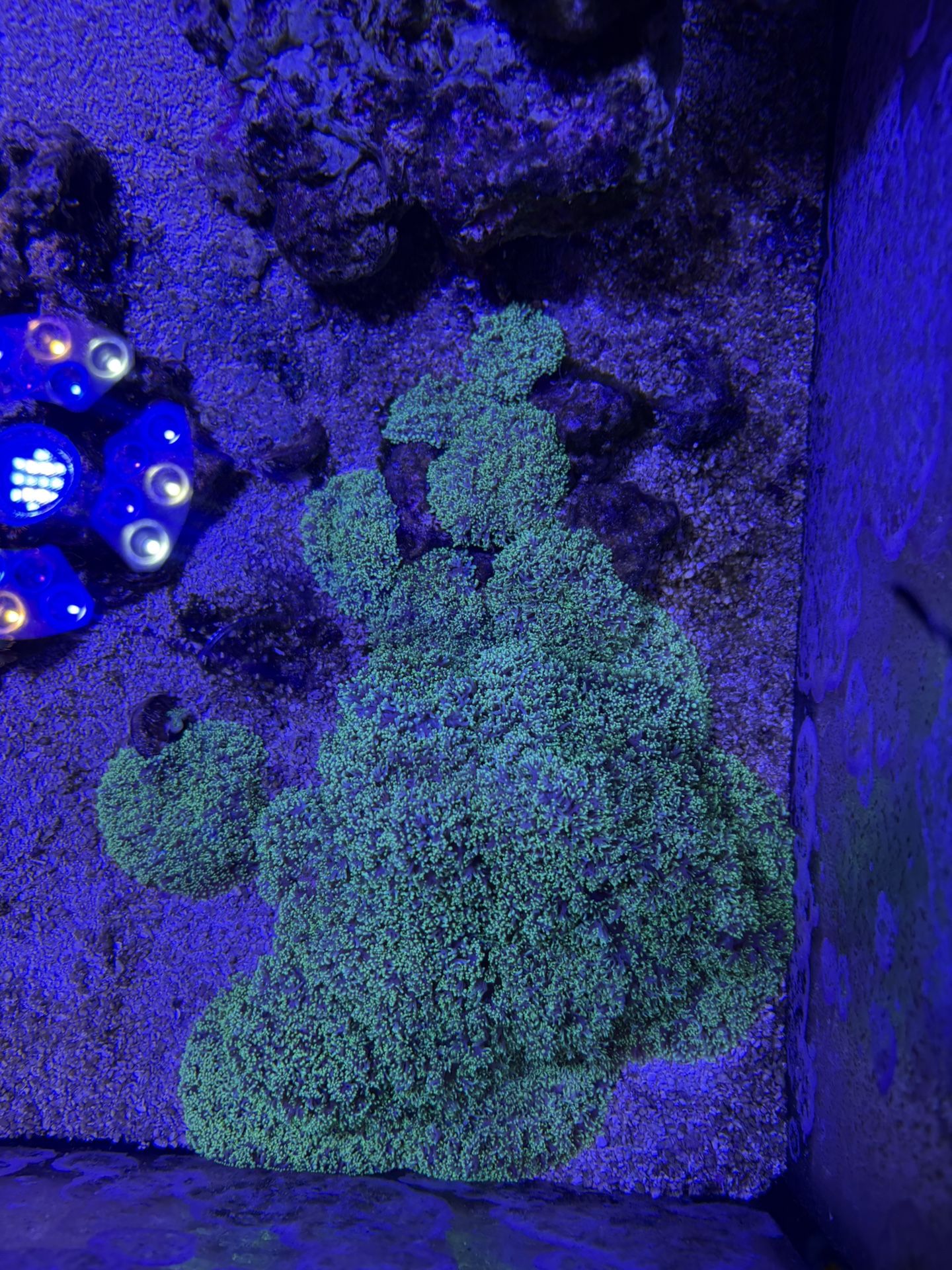 Live Coral ( green hairy mushrooms