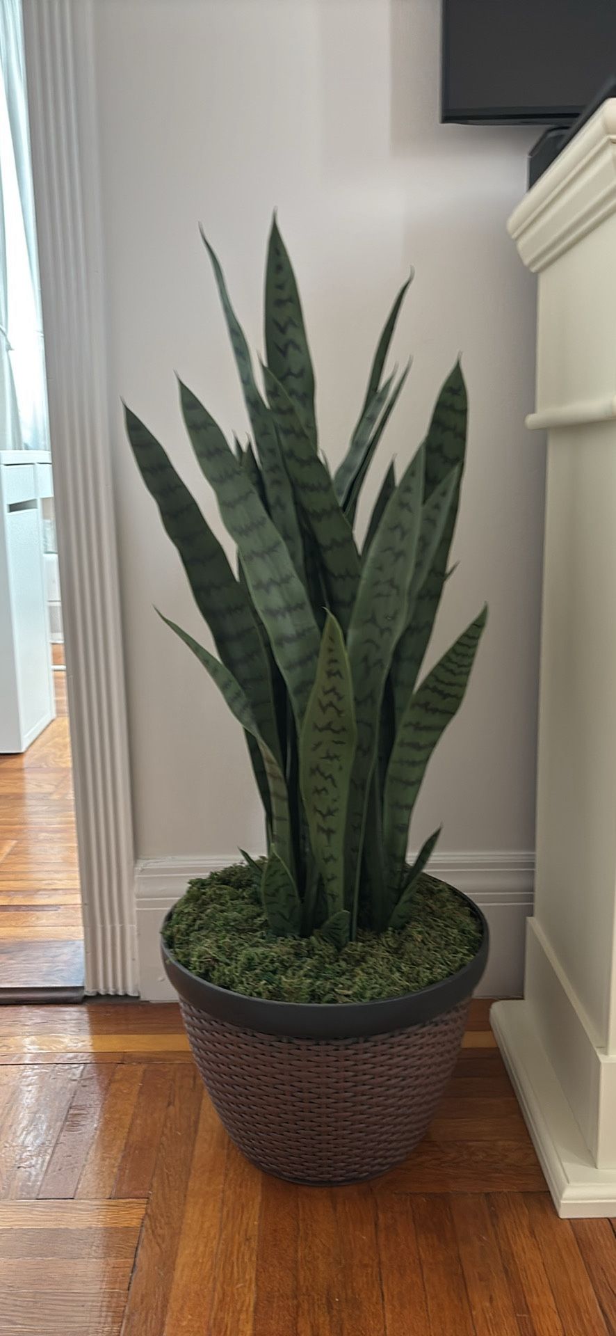 Decorative snake plant (not real)