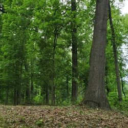 7 An 1/4 Acres In Derry Twnshp, Hershey. Perked Ready To Build On