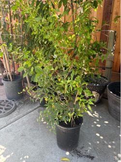 Pomegranate tree
