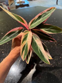 Stromanthe ‘Triostar variegated pink green cream color