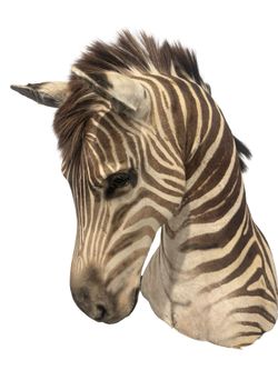 Taxidermy Zebra on custom stand