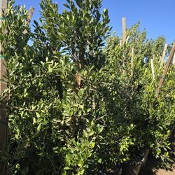 Ficus Nitida Hedge Or Private