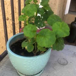 Plant In A Pot