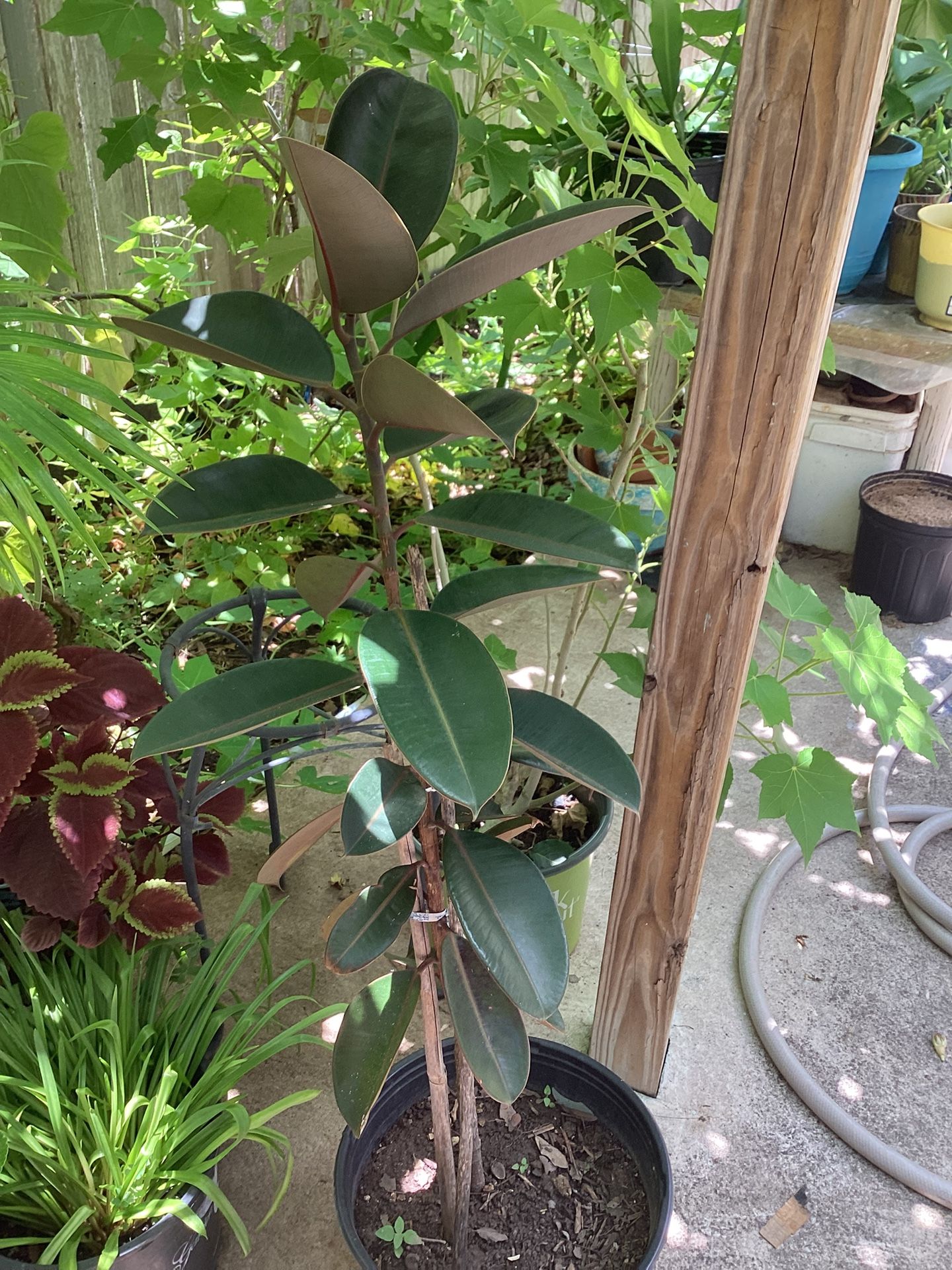 38 Inch Tall Rabar Plant