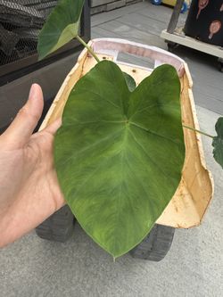 Organic Taro Plant 小芋头苗